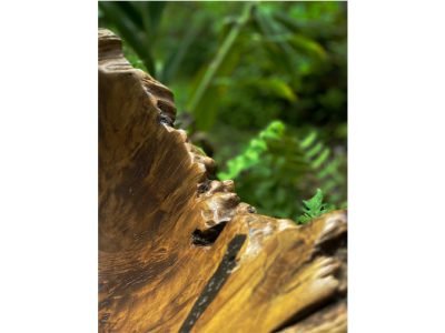 Cuba/Champanheira/Gamela